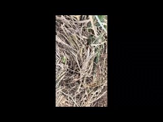 video by is overheard a great ustyug
